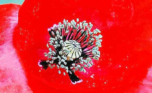 The red poppy which grew wild in the disturbed earth of Flanders during World War I has become tightly linked to Remembrance Day tomorrow. The red poppy which grew wild in the disturbed earth of Flanders during World War I has become tightly linked to Remembrance Day tomorrow.